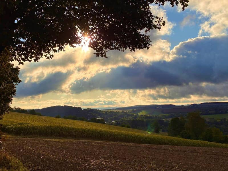 Abendsonne bricht durch das Laub eines Baumes über den Feldern am Katharinenberg