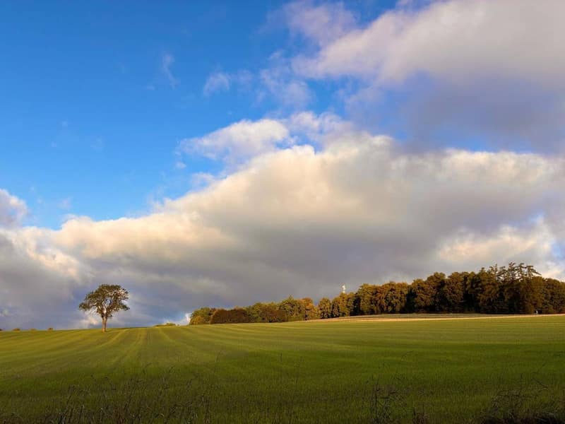 Blick über ein grünes Feld auf die bewaldete Kuppe des Katharinenbergs unter einer hohen Wolkenbank