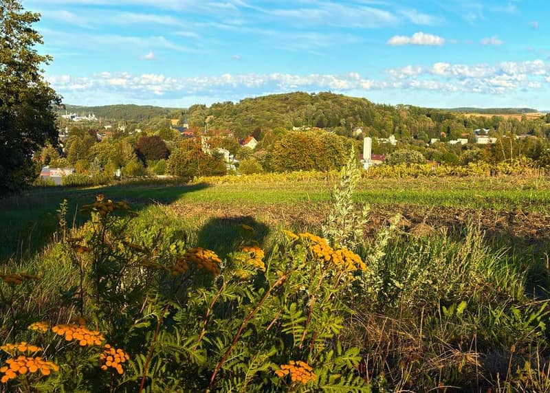 Blick von einer blühenden Wiese über Wunsiedel auf den bewaldeten Katharinenberg